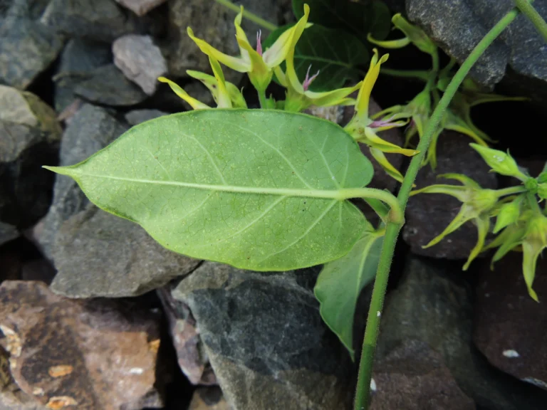 Oxypetalum appendiculatum (10)