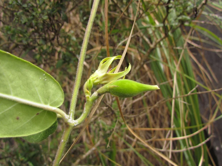 Oxypetalum appendiculatum (7)