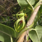 Oxypetalum appendiculatum (4)