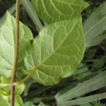 Matelea denticulata (16)