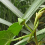 Matelea denticulata (15)