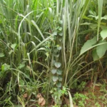 Matelea denticulata (9)