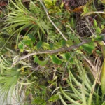 Matelea denticulata (6)