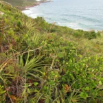 Matelea denticulata (5)