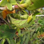 Matelea denticulata (4)