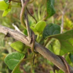 Matelea denticulata (1)