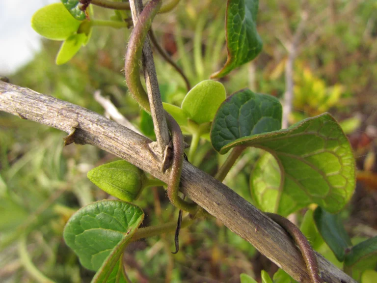 Matelea denticulata (1)