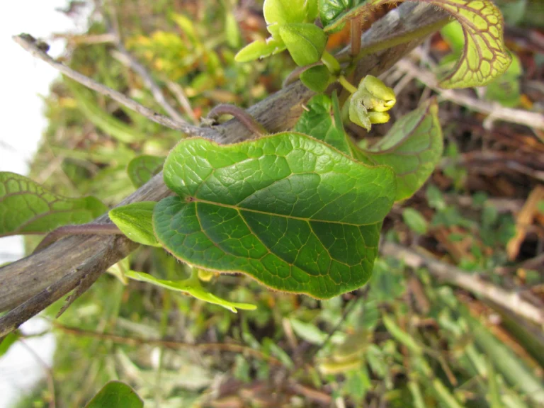Matelea denticulata (2)