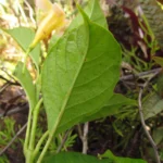 Mandevilla urophylla (25)