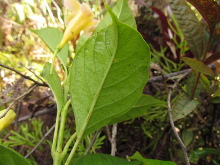 Mandevilla urophylla (25)