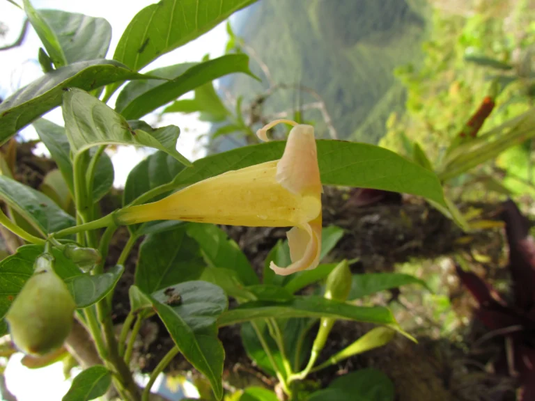 Mandevilla urophylla (16)