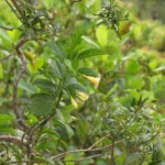 Mandevilla urophylla (14)
