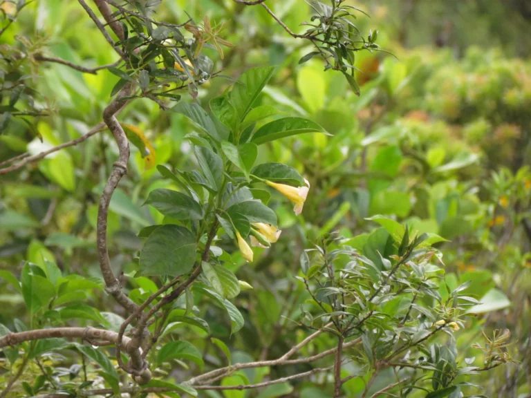 Mandevilla urophylla (14)