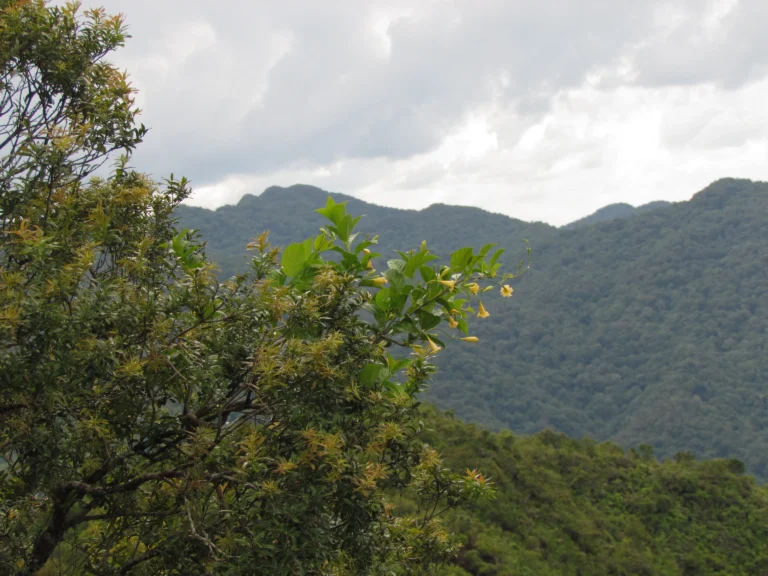 Mandevilla urophylla (13)