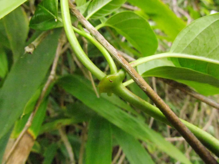 Mandevilla urophylla (10)