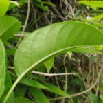 Mandevilla urophylla (9)