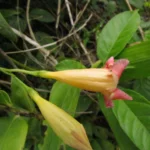 Mandevilla urophylla (6)