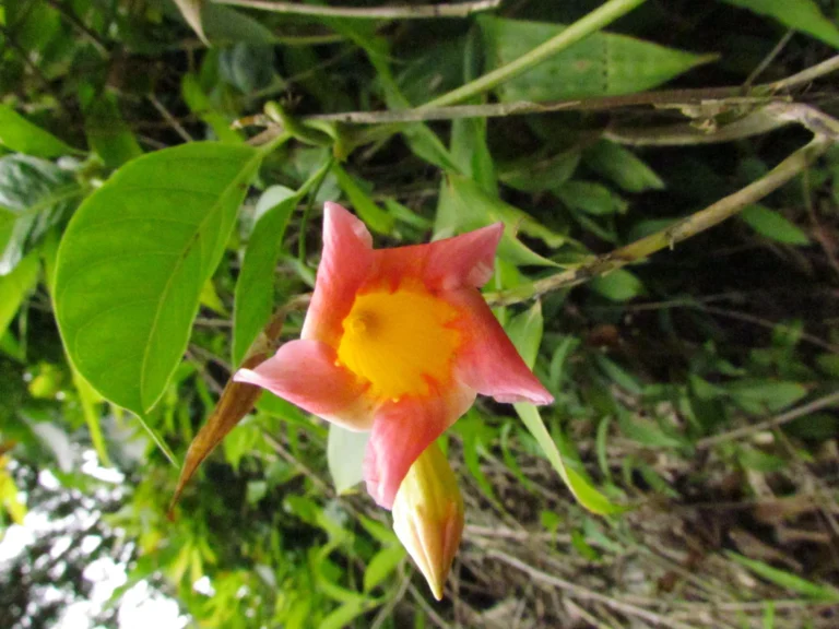 Mandevilla urophylla (5)