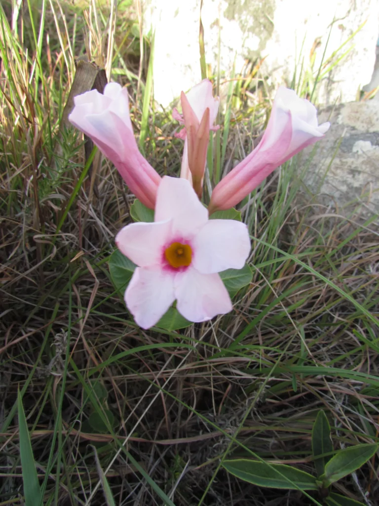 Mandevilla pohliana (3)