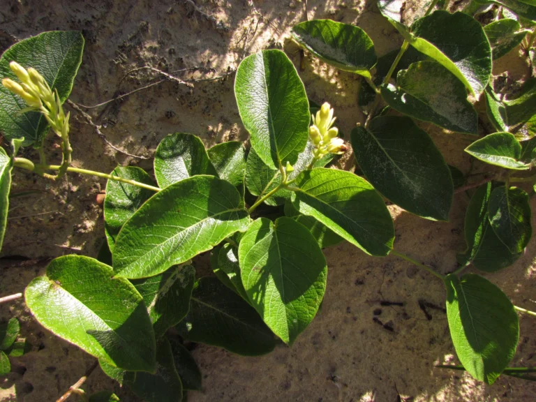Mandevilla pentlandiana (8)