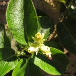 Mandevilla pentlandiana (6)