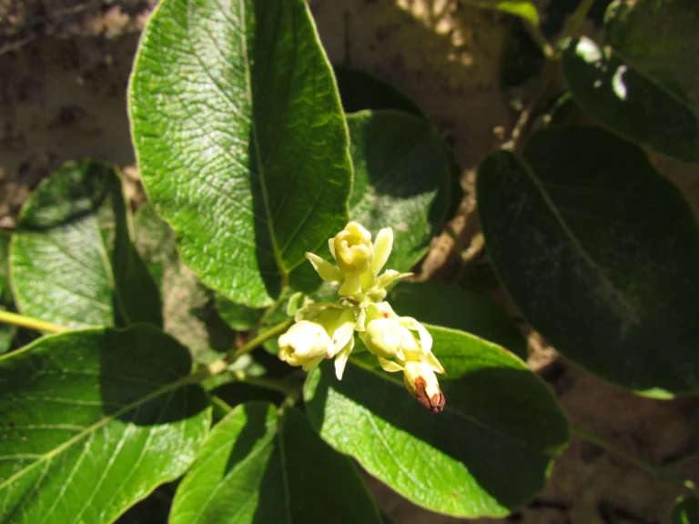 Mandevilla pentlandiana (6)