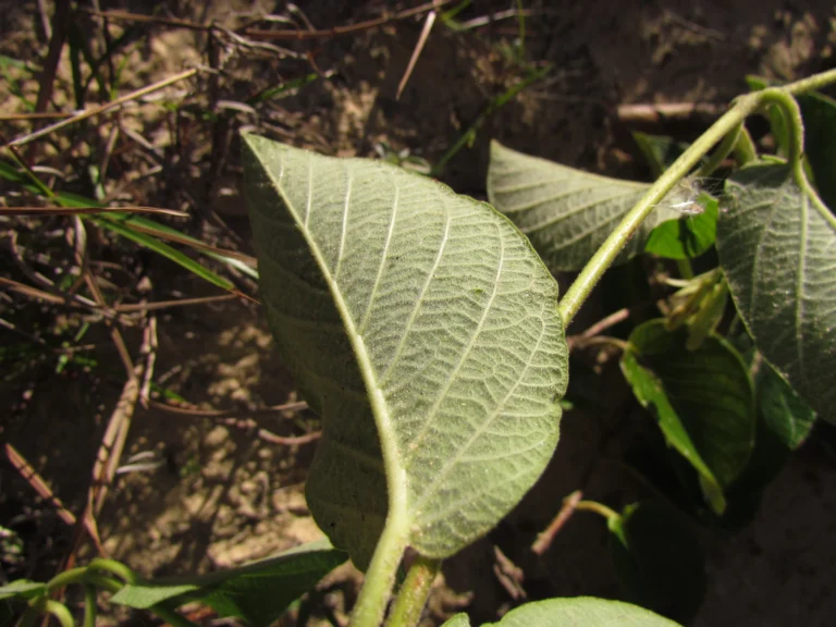 Mandevilla pentlandiana (2)