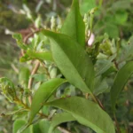 Mandevilla immaculata (15)