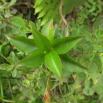 Mandevilla immaculata (13)