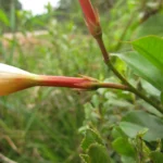 Mandevilla immaculata (12)