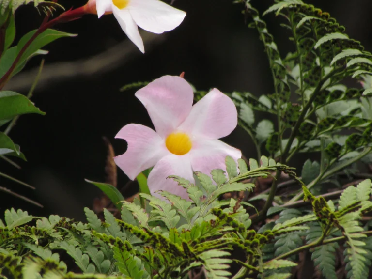Mandevilla immaculata (5)