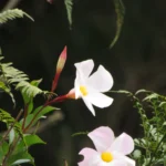 Mandevilla immaculata (1)