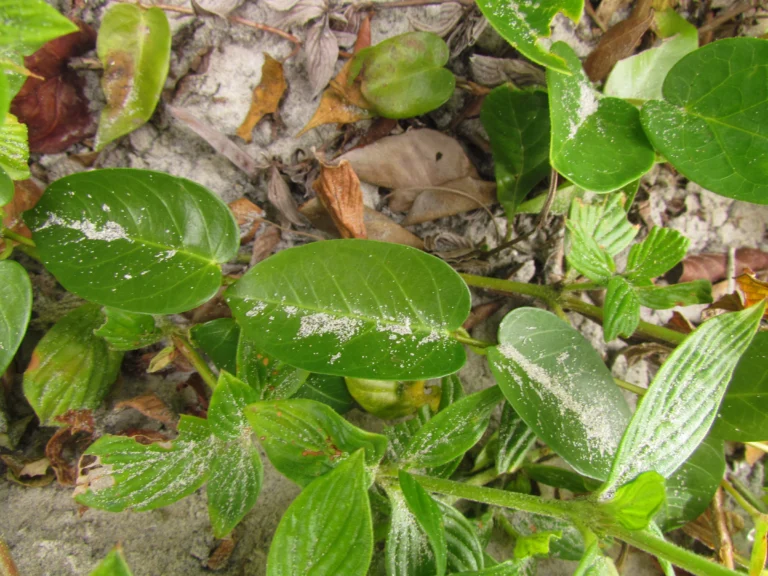 Mandevilla funiformis (7)