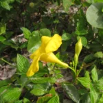 Mandevilla funiformis (3)