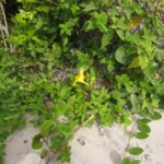 Mandevilla funiformis (1)