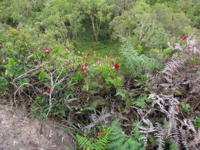 Mandevilla atroviolacea (18)