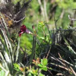 Mandevilla atroviolacea (15)