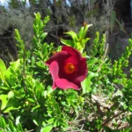 Mandevilla atroviolacea (11)