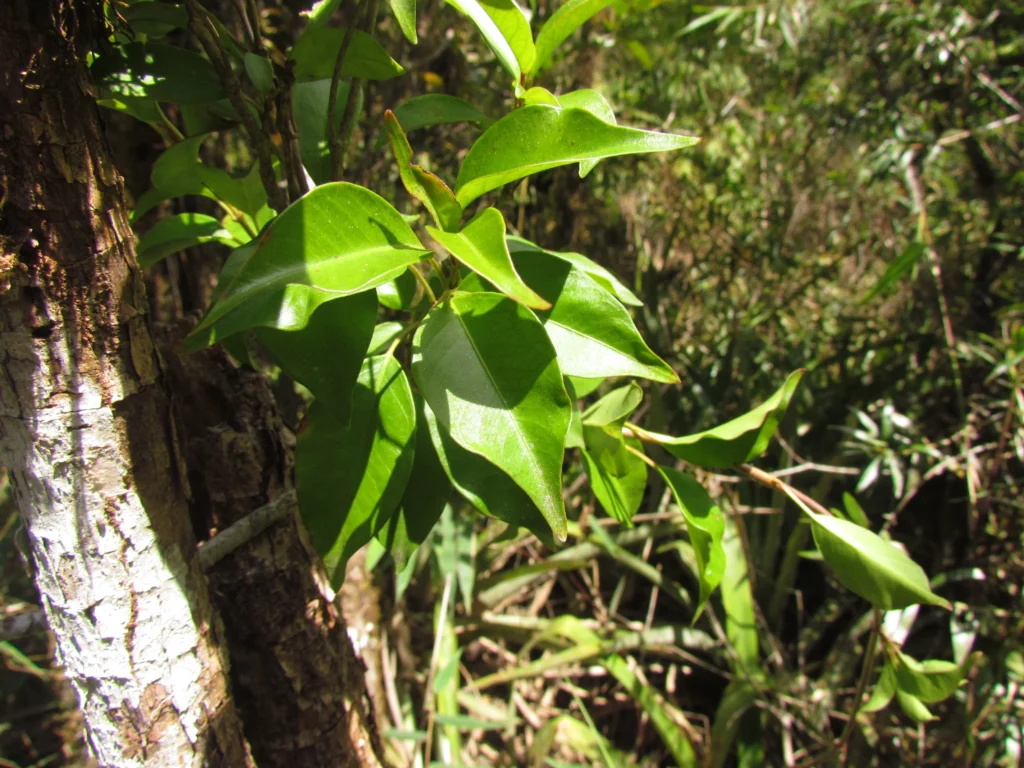 Mandevilla atroviolacea (6)