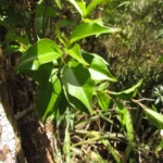 Mandevilla atroviolacea (6)