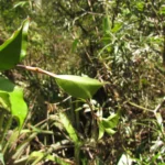 Mandevilla atroviolacea (7)
