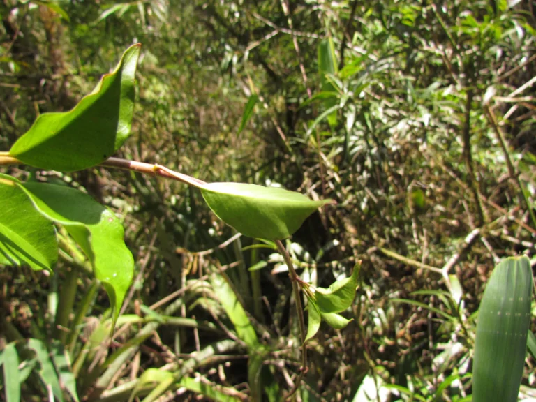 Mandevilla atroviolacea (7)