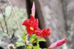 Mandevilla atroviolacea (2)