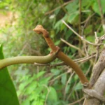 Macropharynx peltatus (10)