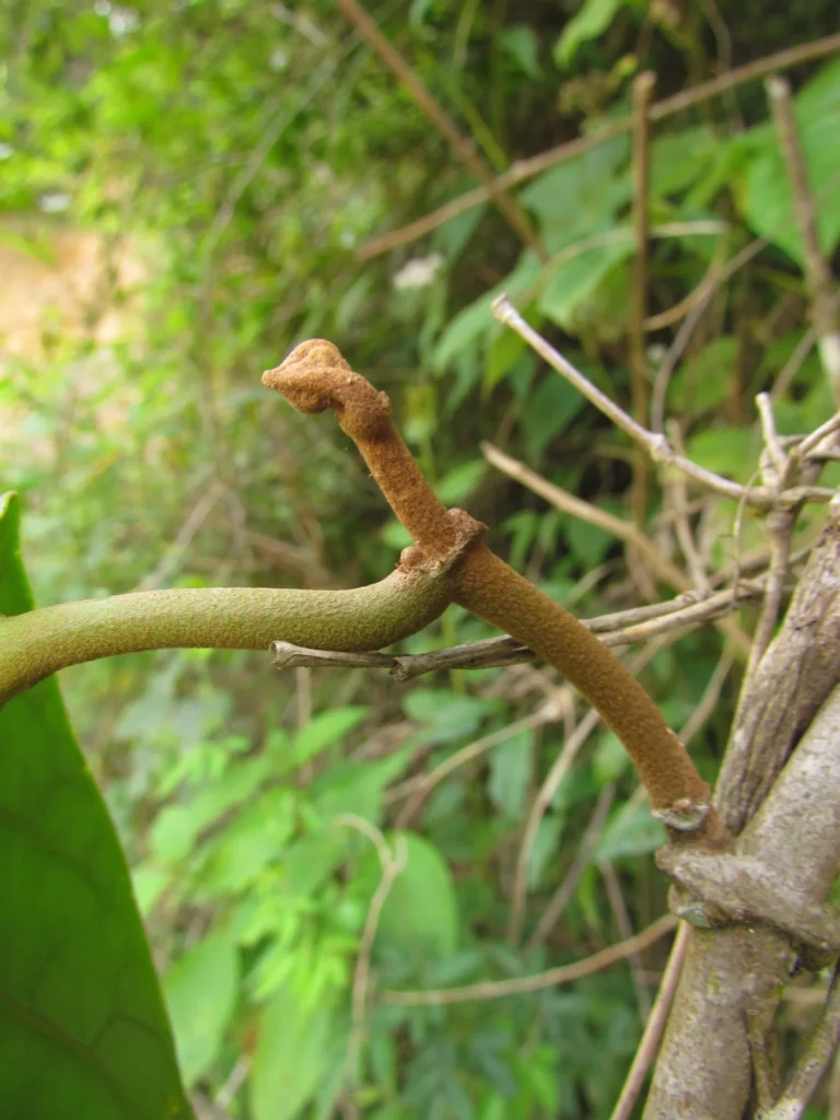 Macropharynx peltatus (10)