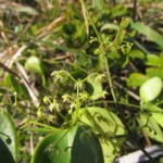 Jobinia connivens (13)