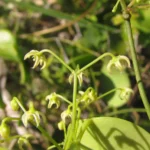 Jobinia connivens (12)