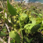 Jobinia connivens (7)