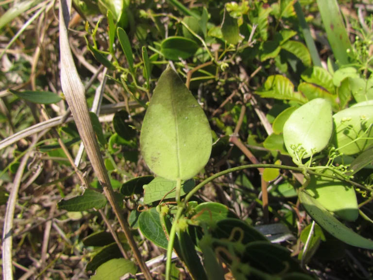 Jobinia connivens (3)