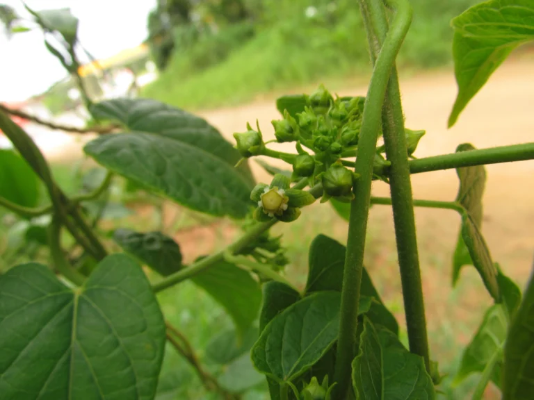 Gonolobus parviflorus (33)